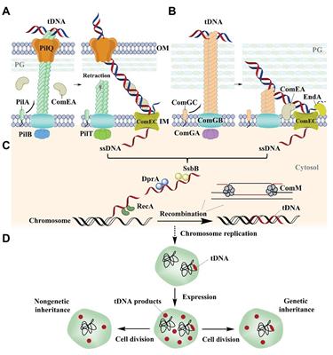 The Clustered Regularly Interspaced Short Palindromic Repeat System and Argonaute: An Emerging Bacterial Immunity System for Defense Against Natural Transformation?